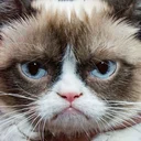 GrumpyCat