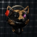 Raccoon #23