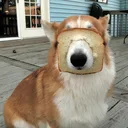 Dog Toast ...