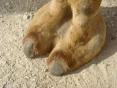 Camel Toe